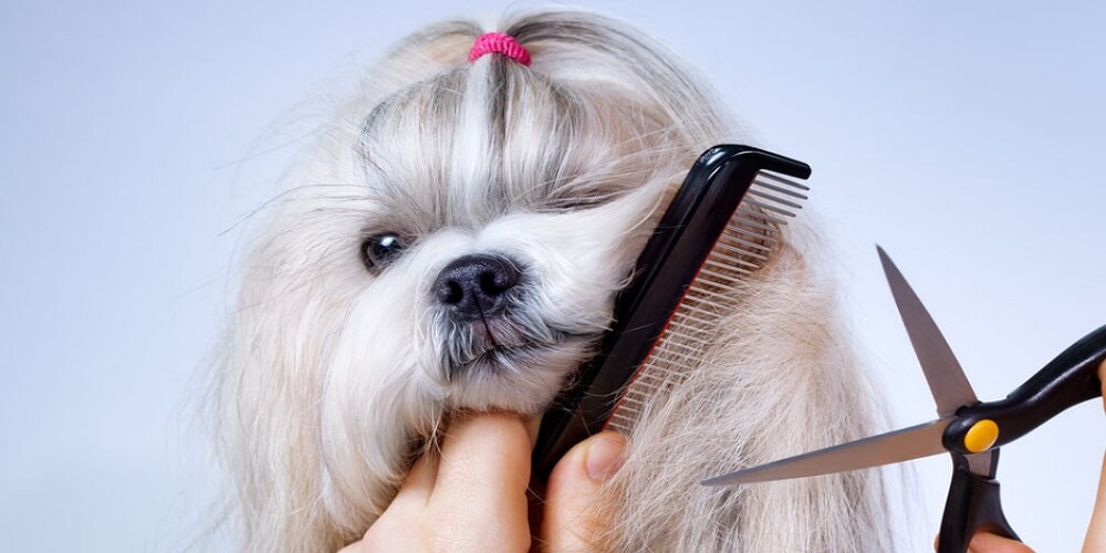 Amazing Dog Grooming Tips You Should Know