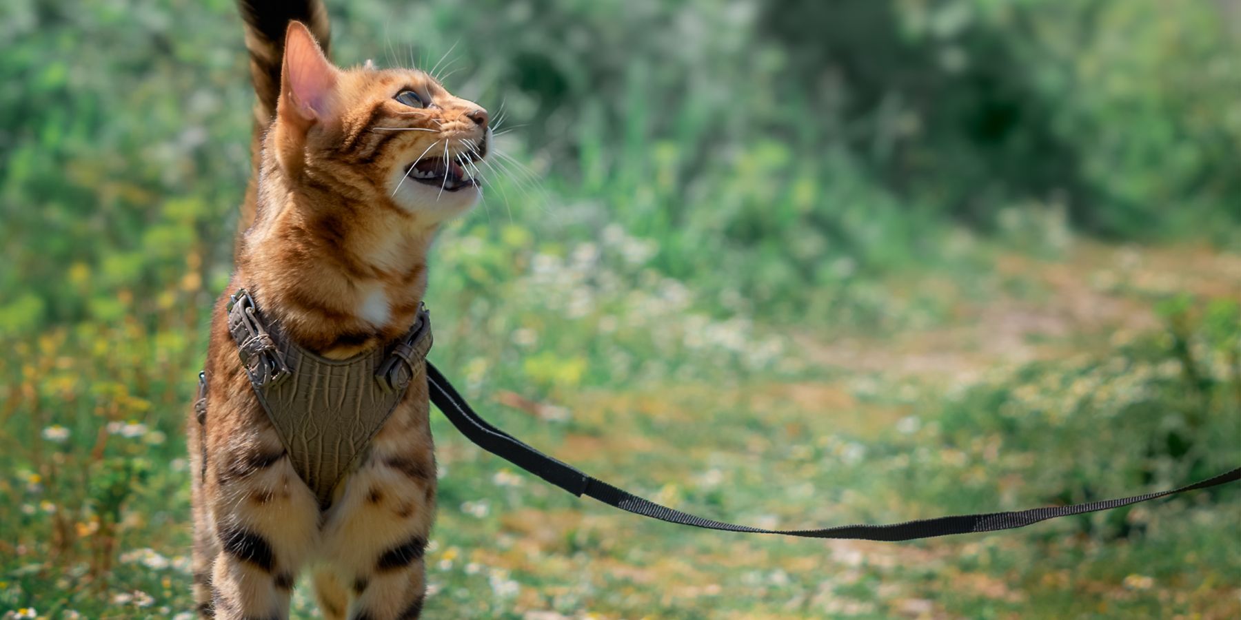 Which Safety Features Are Essential in Cat Harnesses?